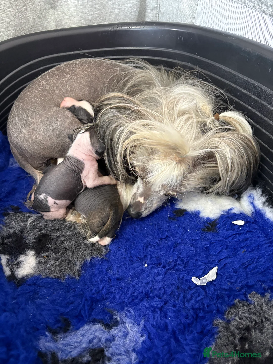 Chinese Crested dogs for sale: Kc reg Chinese crested in Great Yarmouth - Advert 1