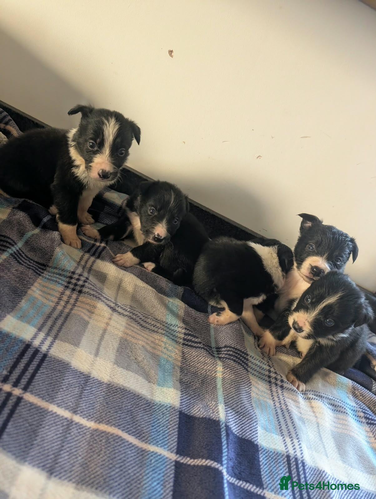 Border Collie dogs Isds registered border collie pups  - Advert 1