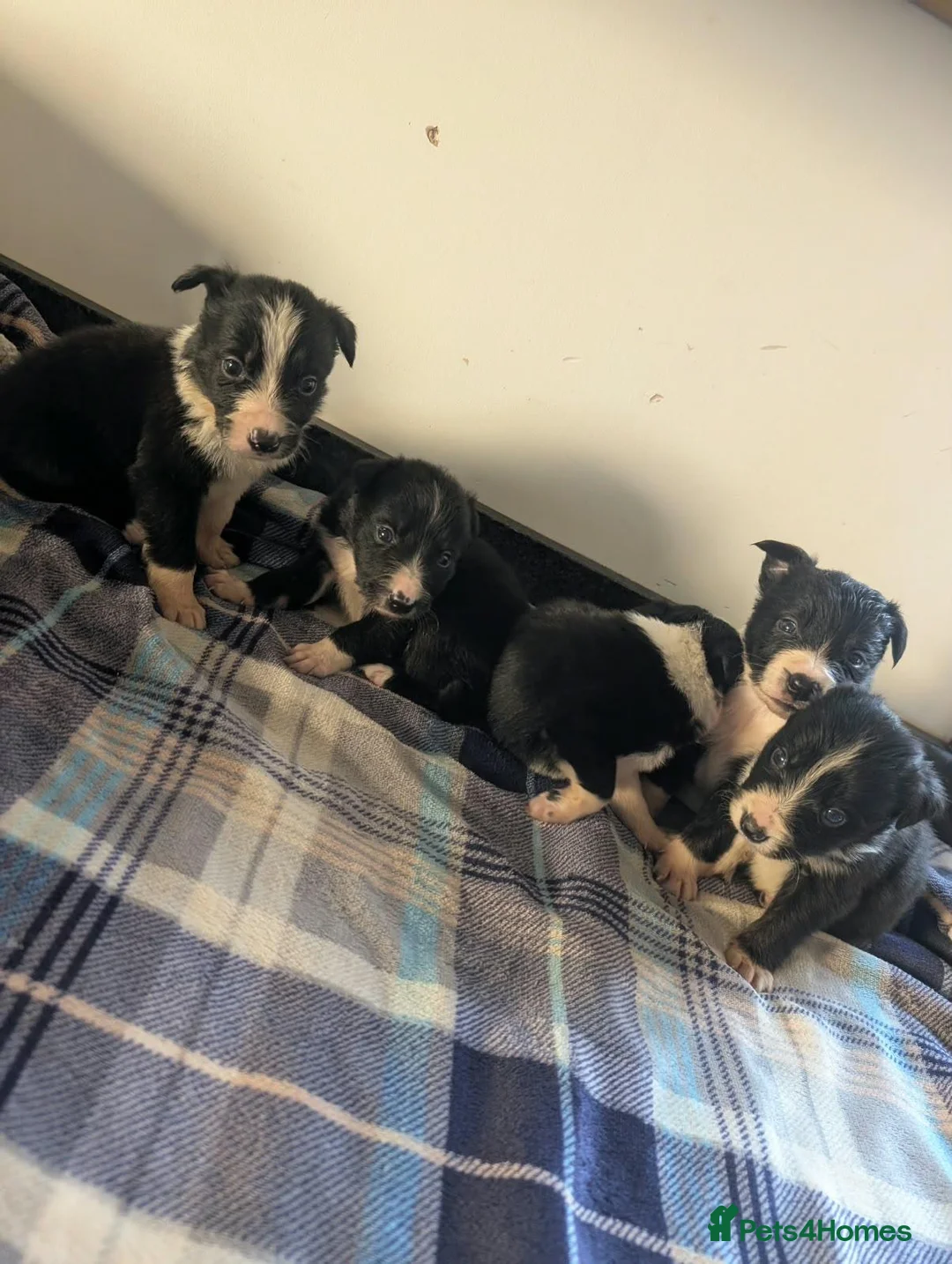 Border Collie dogs for sale: Isds registered border collie pups  - Advert 2
