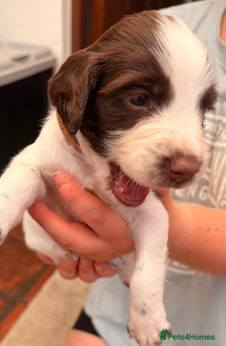 English Springer Spaniel dogs KC registered Springer Spaniel puppies - Advert 2