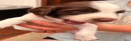 English Springer Spaniel dogs for sale: KC registered Springer Spaniel puppies - Advert 2