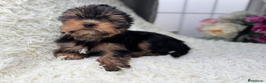 Yorkshire Terrier Puppy 1