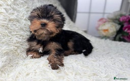 Yorkshire Terrier dogs for sale: Kennel, Yorkshire Terrier Puppies for Sale 🐾 - Image 4