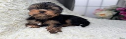Yorkshire Terrier dogs for sale: Last two puppies ready to go💗🐾 - Advert 12