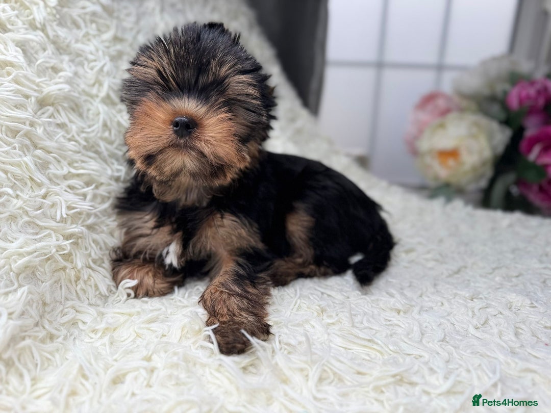 Yorkshire Terrier dogs for sale: Kennel, Yorkshire Terrier Puppies for Sale 🐾 - Image 4