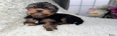Yorkshire Terrier Puppy 1