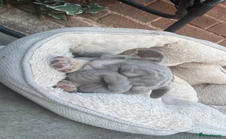 French Bulldog dogs - Advert 5