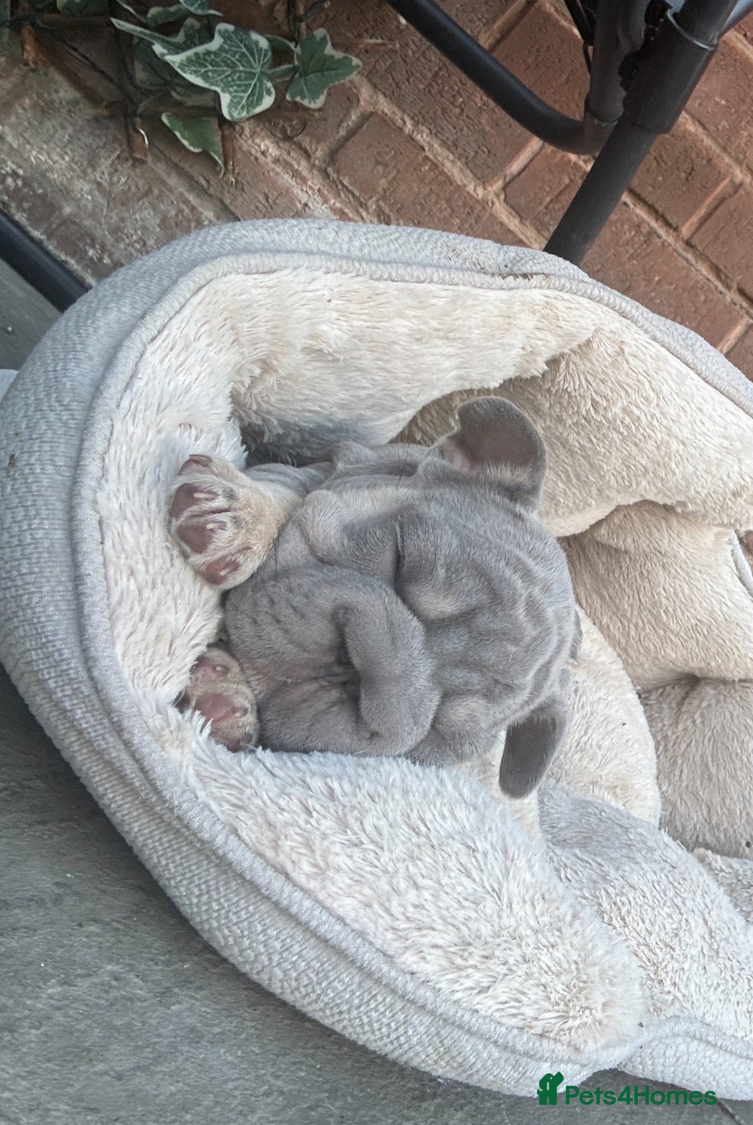 French Bulldog dogs for sale: French bulldog babies  - Image 4