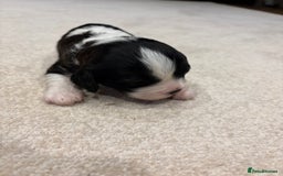 Cavapoo dogs for sale: Cavapoo (Cavalier Backcross) Puppies - Image 13