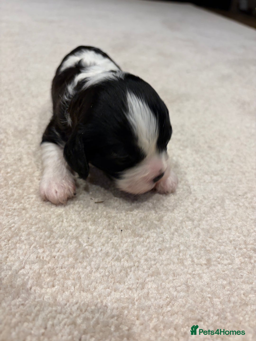 Cavapoo dogs for sale: Cavapoo (Cavalier Backcross) Puppies - Image 13