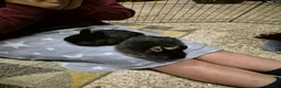 Dwarf Lop rabbits for sale: 2 male rabbits coco and fudge brothers. - Advert 1