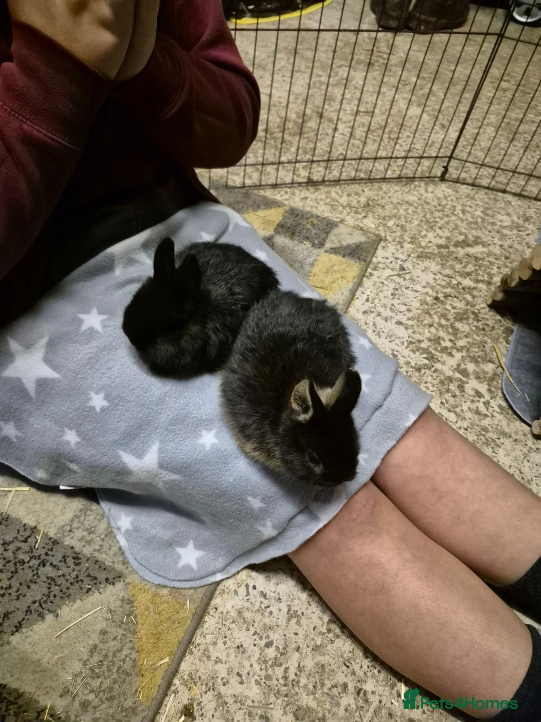 Dwarf Lop rabbits for sale: 2 male rabbits coco and fudge brothers. - Advert 1