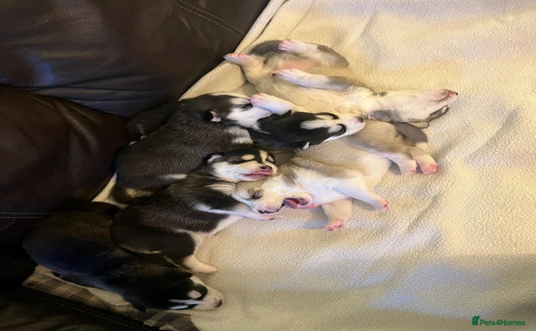Siberian Husky dogs - Advert 2