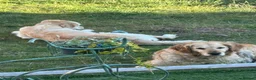 Golden Retriever dogs for sale: Golden Retriever puppy for adoption  - Advert 22