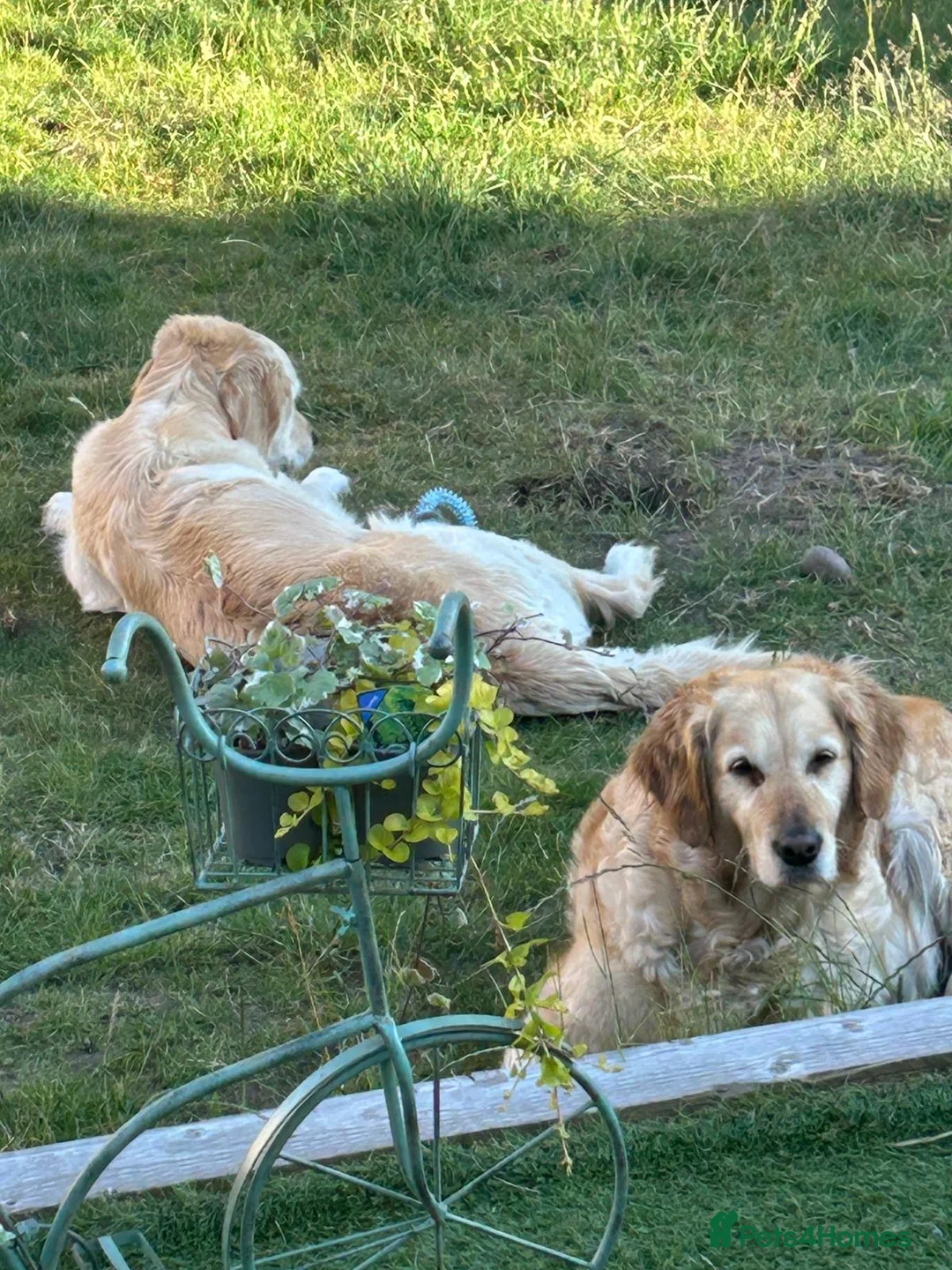 Golden Retriever dogs for sale: Golden Retriever puppy for adoption  - Advert 22