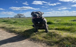Cane Corso dogs for sale: Forever home for my beloved Stanley  - Image 2