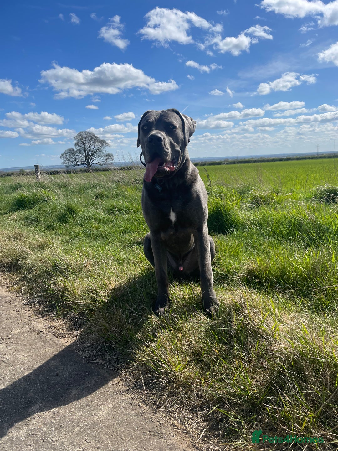Cane Corso dogs for sale: Forever home for my beloved Stanley  - Image 2