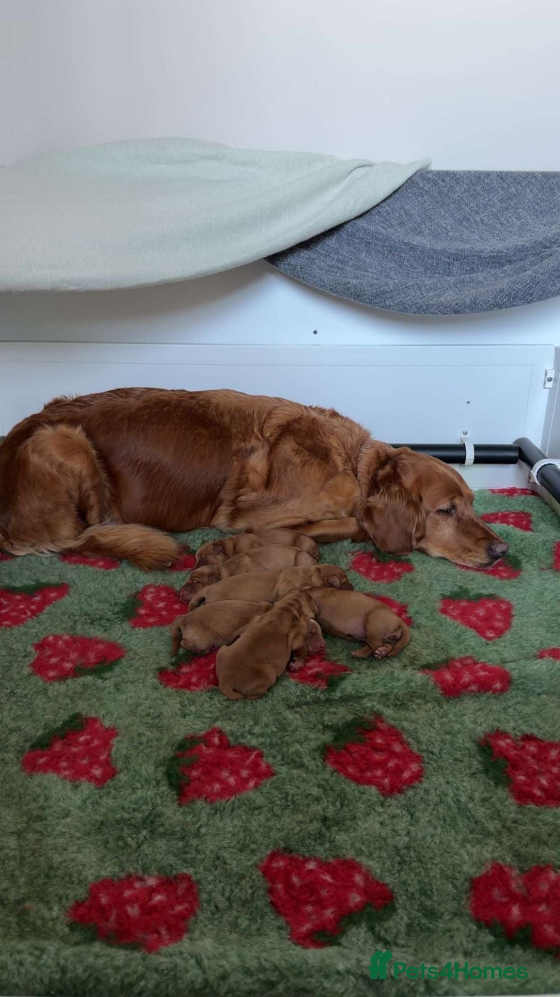 Golden Retriever dogs Dark golden retriever Puppy Female  - Advert 1