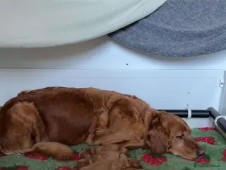 Golden Retriever dogs Dark golden retriever Puppy Female - Advert 1