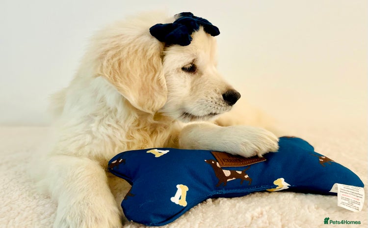 Golden Retriever dogs - Advert 1