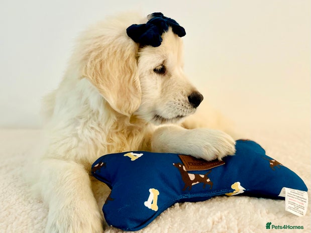 Golden Retriever dogs - Advert 4