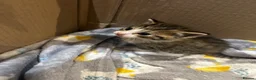 Domestic Shorthair cats for sale: Kittens for sale  - Advert 7