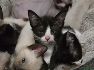 Mixed Breed cats Ready for new slaves beautiful sphynx babies. - Advert 18