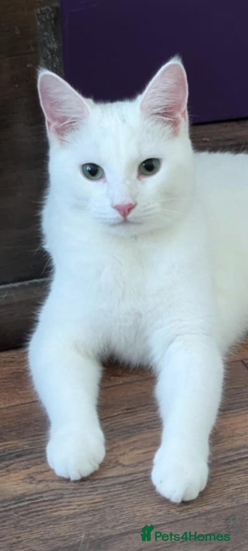 Mixed Breed cats for sale: Sweet male kitten  - Advert 7