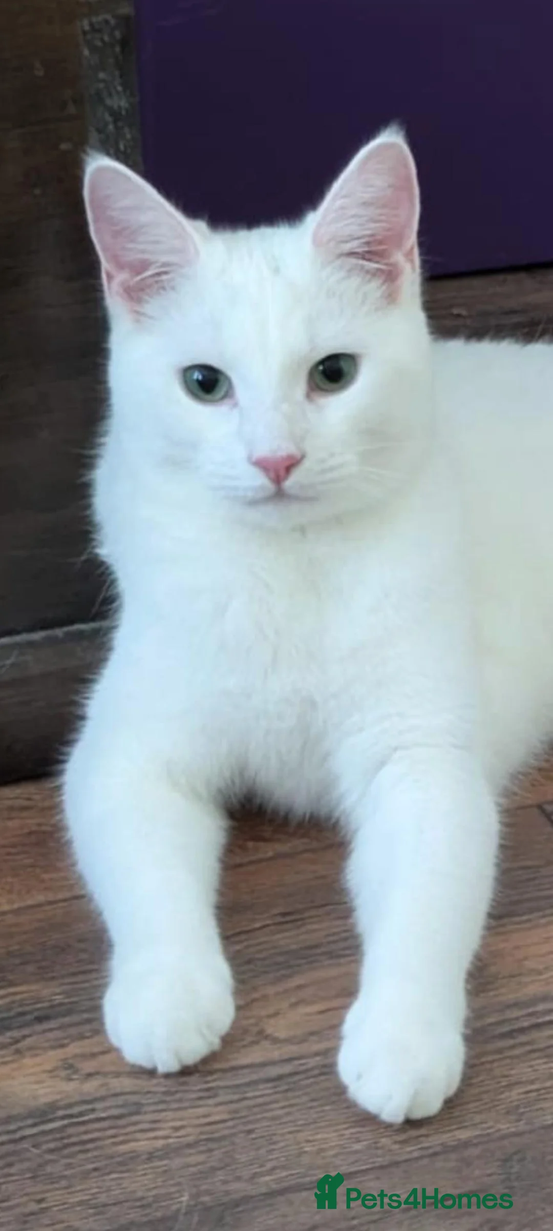 Mixed Breed cats for sale: Sweet male kitten  in Hessle - Advert 1