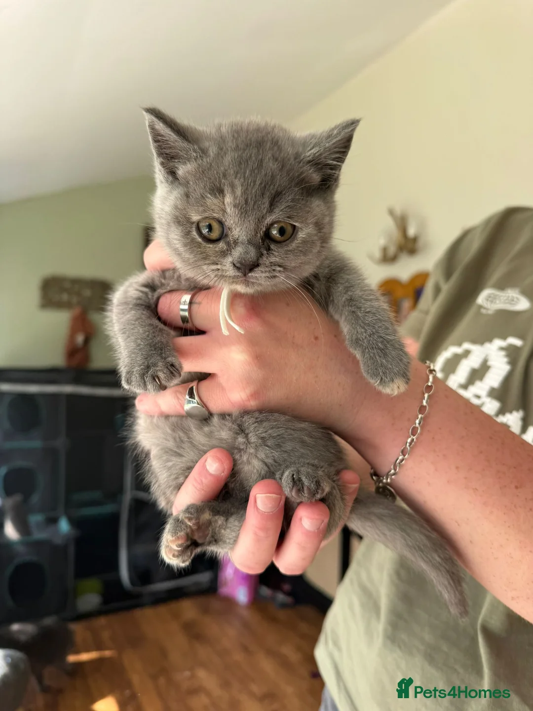 British Shorthair cats for sale: British Shorthair kittens - undocumented  - Advert 12