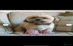Lhasa Apso dogs for sale: Beautiful Lhasa apso puppies  - Advert 7