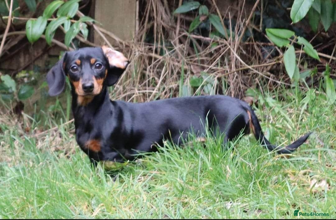 Dachshund dogs Mini Daxies home bred - Advert 1