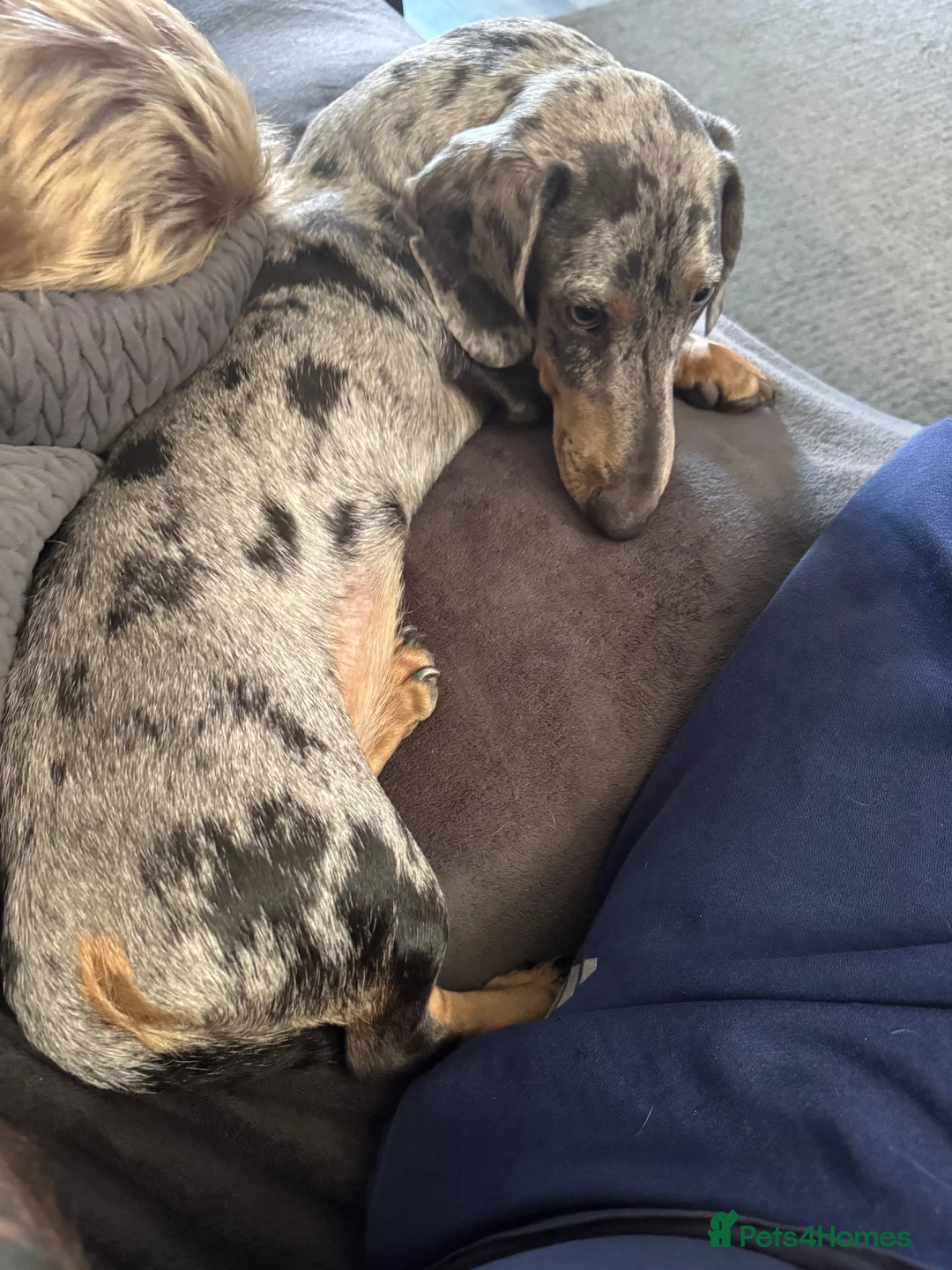Miniature Dachshund dogs for sale: Miniature dachshund in Grimsby - Advert 2