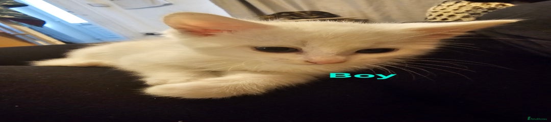 British Shorthair Kitten 2