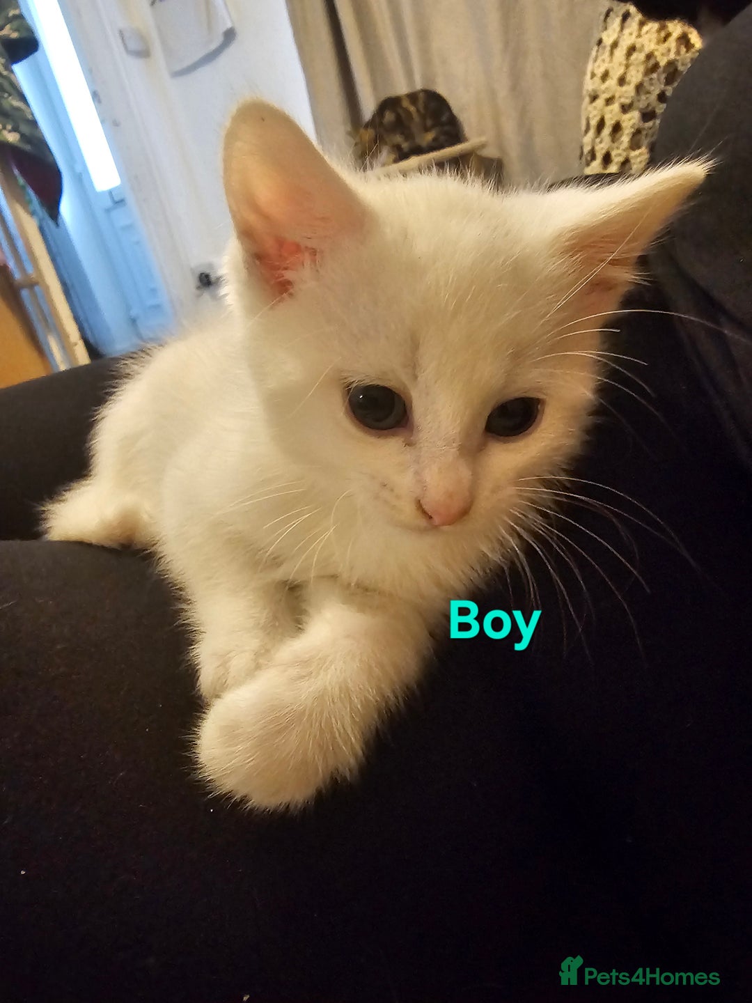 British Shorthair cats for sale: Kittens looking for forever homes  - Advert 2