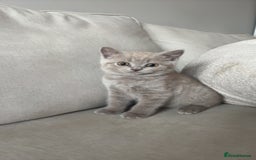 British Shorthair cats for sale: Beautiful British Shorthair Kittens  - Image 5