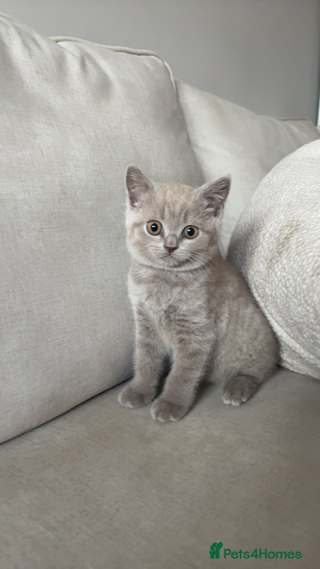 British Shorthair cats for sale: Beautiful British Shorthair Kittens  - Image 5