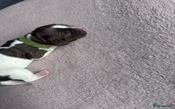 English Springer Spaniel dogs for sale: English springer spaniel.Ready to leave 21/11/25 - Image 6