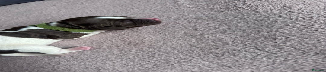 English Springer Spaniel Puppy 3