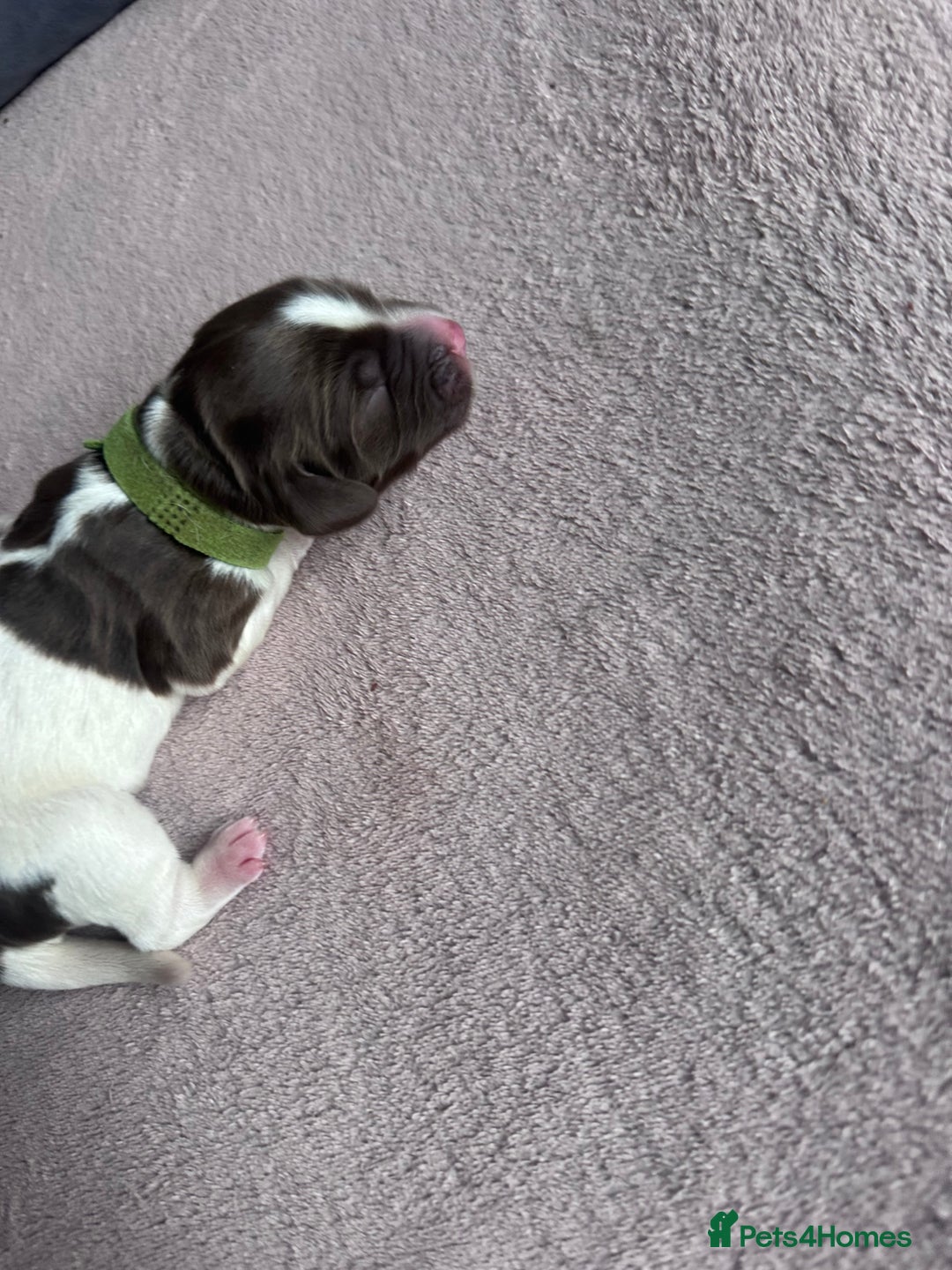 English Springer Spaniel dogs for sale: English springer spaniel.Ready to leave 21/11/25 - Image 6