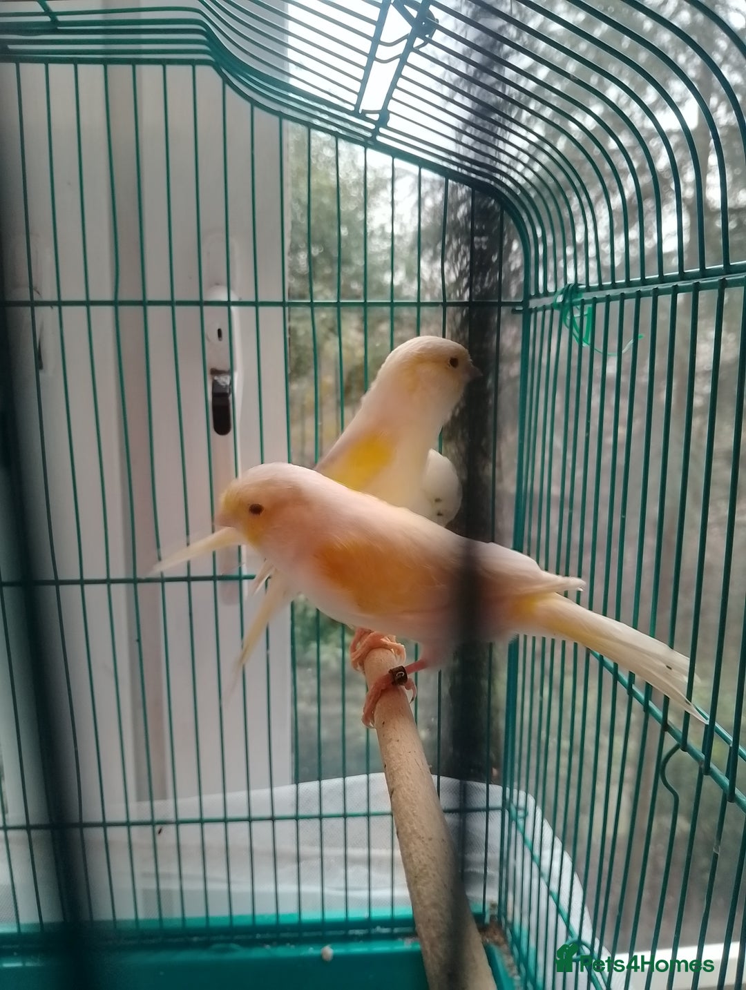 Canaries birds for sale: Yellow mosaic canaries for sale  - Advert 18