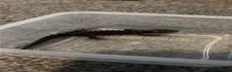Skink reptiles for sale: Red eyed crocodile skink  - Advert 1