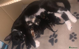 Mixed Breed cats for sale: 8 week old little boy - Image 3