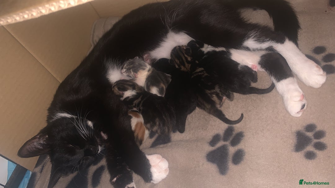 Mixed Breed cats for sale: 8 week old little boy - Image 3