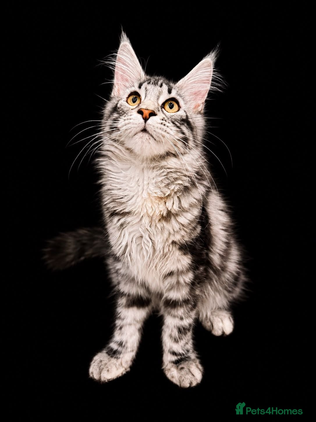 Maine Coon cats Beautiful Maine Coon girl TICA REG - Advert 1