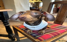 Miniature Dachshund dogs for sale: Miniature dachshund - Image 5