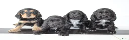 Cocker Spaniel dogs for sale: Beautiful KC Registered Show-Type Puppies - Advert 14