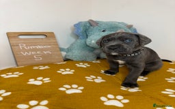 Cane Corso dogs for sale: Cane corso puppies for sale  - Image 39