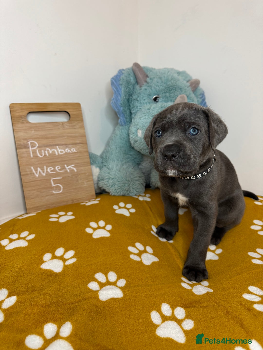 Cane Corso dogs for sale: Cane corso puppies for sale  - Image 39