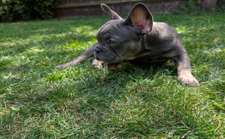 French Bulldog dogs - Advert 5